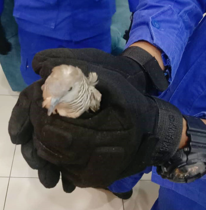 幼斑鸠鸟相信是一时迷路，受困屋里3天，被救出时虽然没受伤，但显得虚弱。