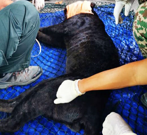 50公斤重黑豹，进入森州野生动物保护局装置的陷阱而被捕捉。