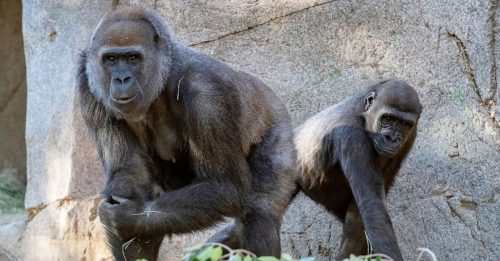 ◤全球大流行◢ 美9只猩猩接种疫苗 全球首次