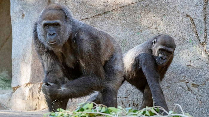 圣迭戈野生动物园的黑猩猩。（美联社）