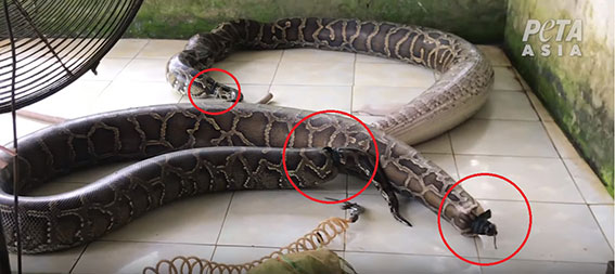 蟒蛇的嘴与肛门被用绳子捆绑，避免漏气。