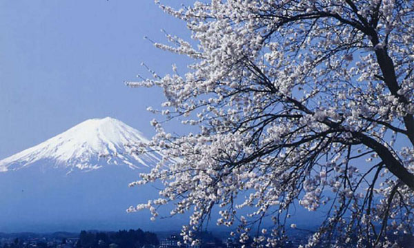 日本富士山和樱花相映。