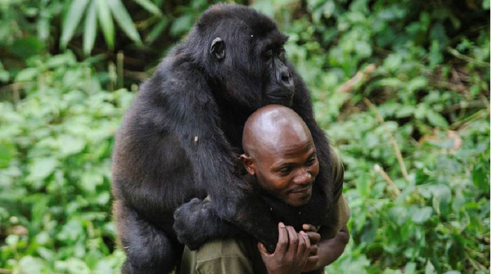 维龙加国家公园护林员还得照顾山地大猩猩孤儿。