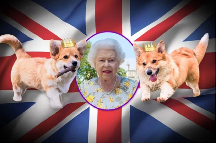 《太阳报》称英女王新领养了2只柯基小犬。