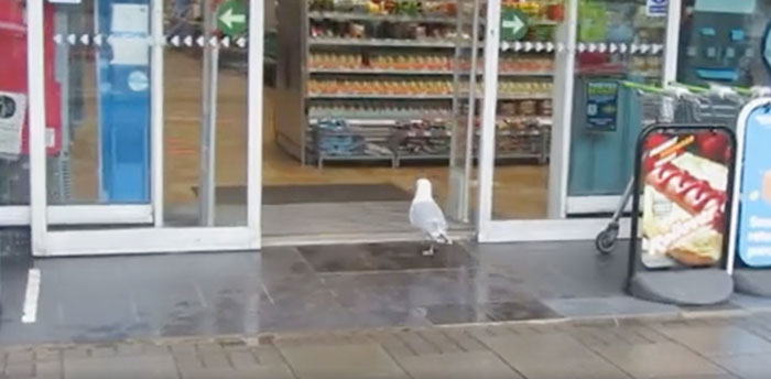海鸥进入超市。
