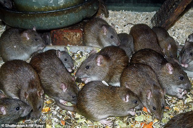 悉尼去年因疫情封城，让鼠辈有机会大量繁殖。