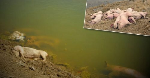 内蒙黄河边现大量死猪 惹忧非洲猪瘟疫情再起
