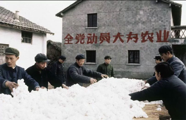 新疆棉花制作。