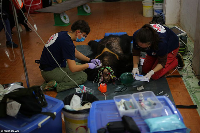兽医在为黑熊进行治疗。