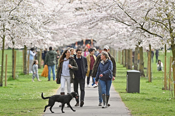 周日在伦敦巴特西公园可见花朵盛开，民众在公园内散步交谈。（法新社）