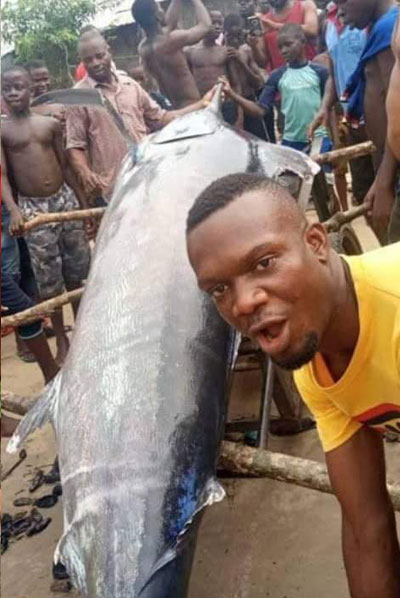 尼日利亚一名男子近期捕获一条3公尺大西洋蓝枪鱼。