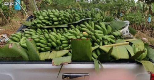 失业大军种香蕉 如今产量过剩