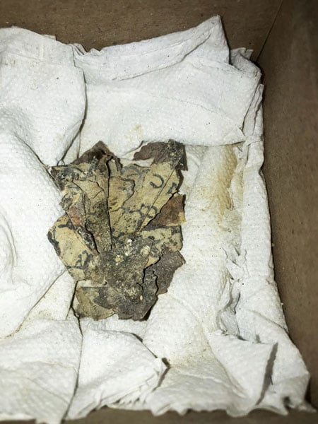 以色列文物局2019年11月在“恐怖洞穴”发现的羊皮纸残片。（法新社）