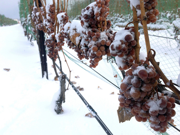 酿冰酒用的葡萄必须在树枝上自然成熟、干燥及冷冻后，在第一次霜冻来袭时才可收采。