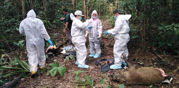 兽医局人员在比鲁兰野猪尸体身上取样检查病毒。