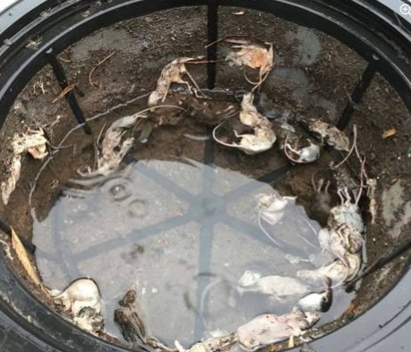 新南威尔士州一名女子上载一张惊悚图片，她的家中水箱浮满10多只鼠尸，且在其发现前一周才刚清理过。