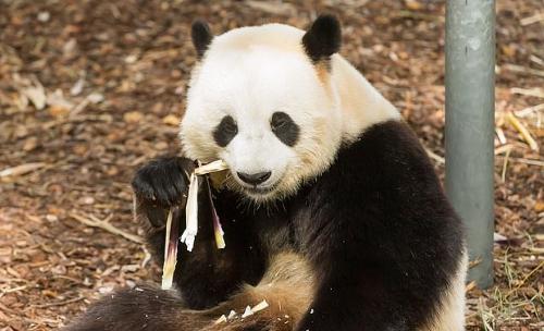 攻击咬伤管理员的大熊猫“天宝”。