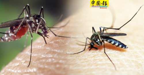 今年第10周蚊症病例  锐减78.9%