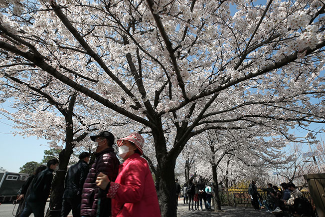 首尔民众周二外出赏樱花。