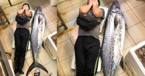 香港大埔街市 惊现超级大鲛鱼重逾90斤
