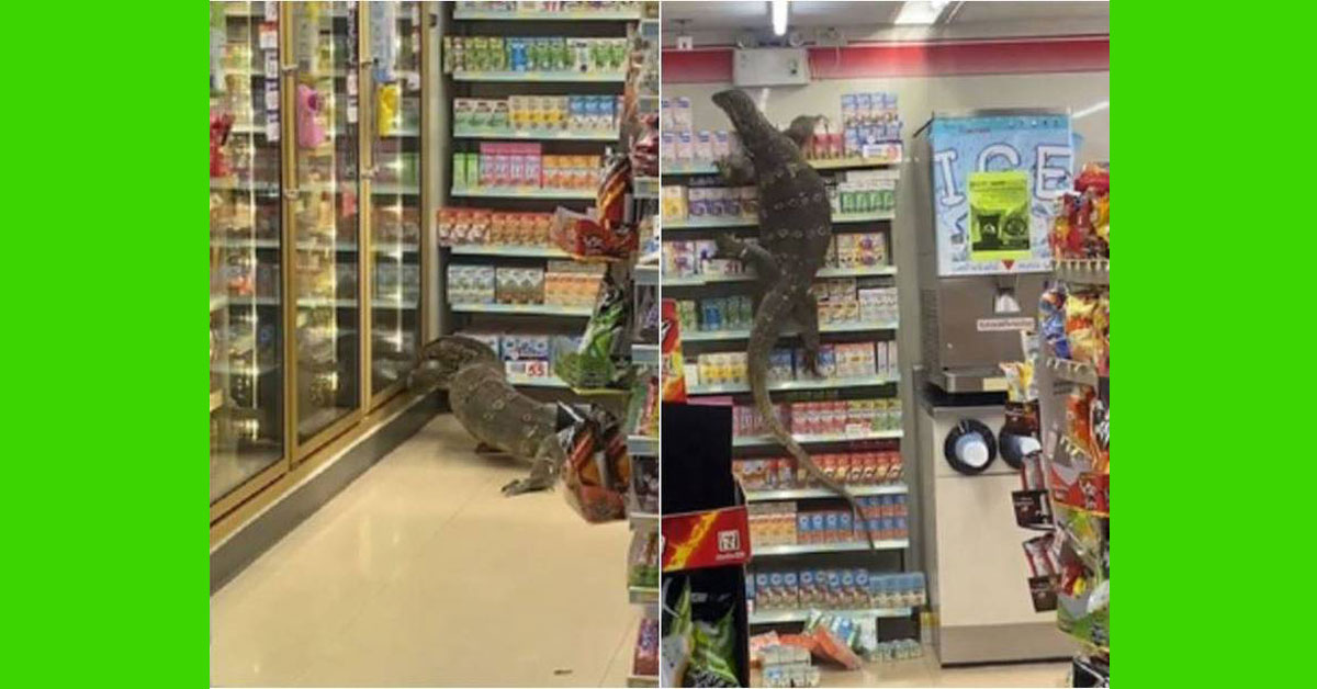 一只近2公尺长的泽巨蜥爬进便利商店，所有人都被吓得不敢动弹。