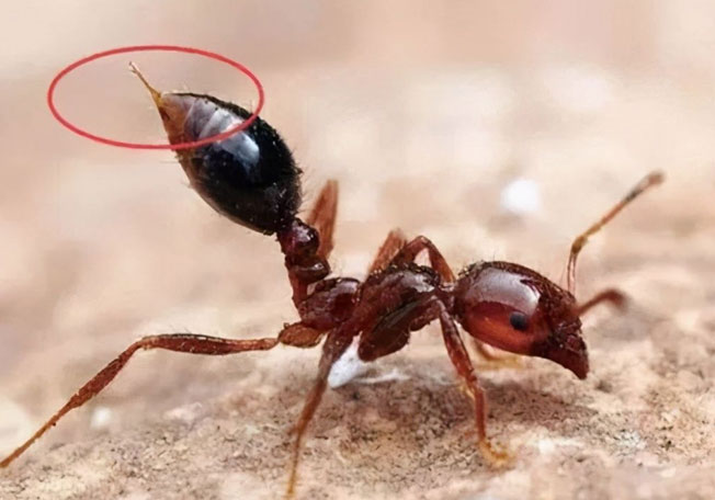 红火蚁的针像一柄刺刀。