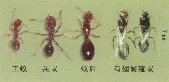 红火蚁的种类。