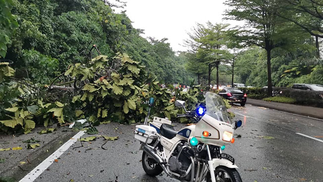 大树倒下阻挡车道，酿交通阻塞。