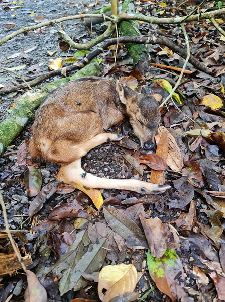 健行者发现受伤 的小鹿奄奄一息躺在小径旁。（取自面子书）