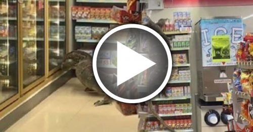 蜥蜴闯进便利商店爬货架 店员客人吓得躲远远