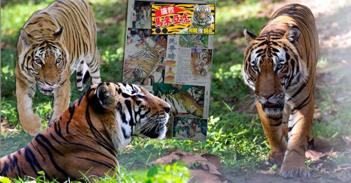◤抢救马来亚虎‧上篇◢ 禁止猎杀阻绝种 马来亚虎 不能再少 【内附音频】