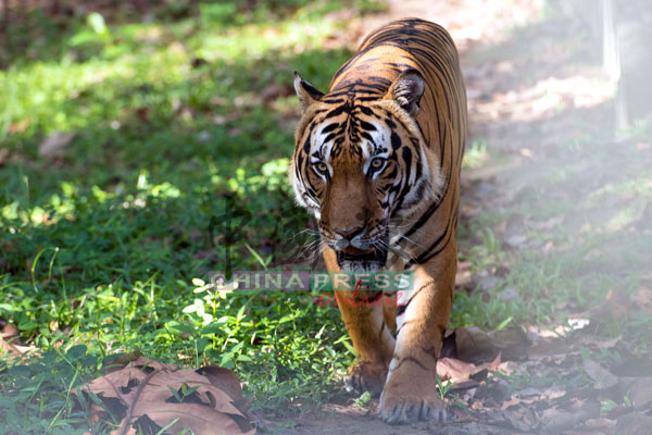 马来亚虎全身上下都是“宝”，而被非法盗猎者盯上。