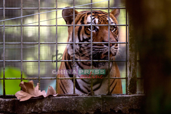 因为人类的贪婪，部分老虎已失去野外生活的能力，被迫在国家野生动物援救中心度过余生。