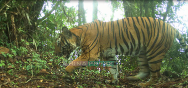 当局设置的相机陷阱捕捉到三脚老虎的画面。（大马半岛野生动物保护及国家公园局提供图片）