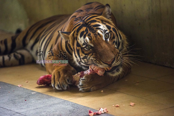 野生动物官员会依据老虎体重和个别状况，调整老虎的喂食量。