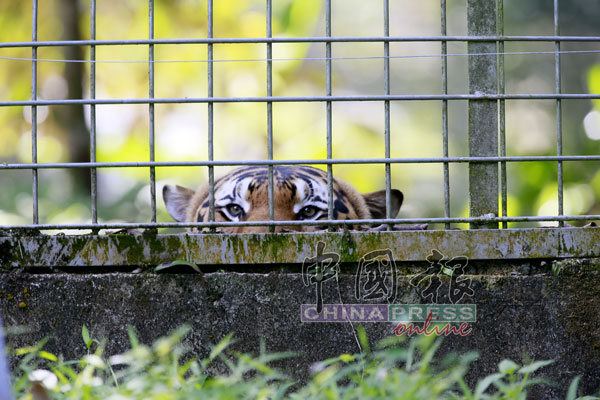 被送进援救中心的老虎，按一雌一雄的分配安置在隔间，培养感情，传宗接代。