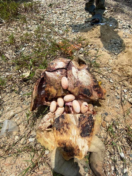 王康龙把肚子的7粒龟蛋，带回实验室孵化。（王康龙提供）