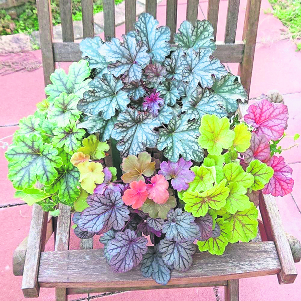 中小型品种适合钵植或作为组合盆栽材料，叶色赋予作品鲜明的颜色。