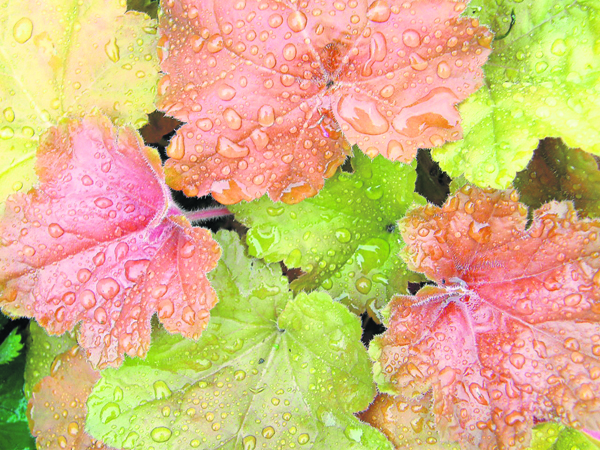 雨水滴在叶片上，叶色越加鲜艳。