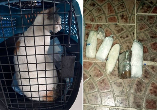巴拿马一只猫咪被发现试图走私毒品进监狱，当场被逮。