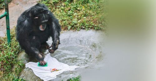 黑猩猩爱洗衣 获颁“劳动证书”