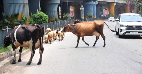 印度缺氧濒崩溃 却广设牛棚 供应血氧仪
