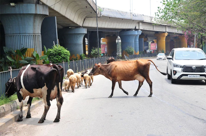 在印度，牛的地位至高无上。图为印度南部大城邦加罗尔4月25日街头游走的牛只。