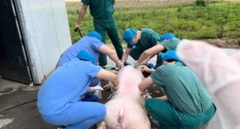 医护人员用新鲜猪皮替伤者植皮。