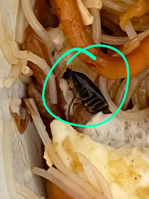蟑螂的黑色躯体藏在米粉面里，看起来有一两公分大。（受访者提供）