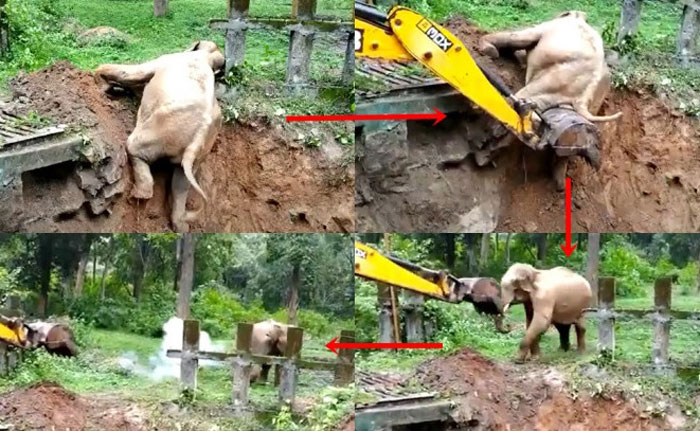 大象被发现跌入沟渠，挖土机帮助牠回到地面，大象向挖土机“碰鼻”道谢。