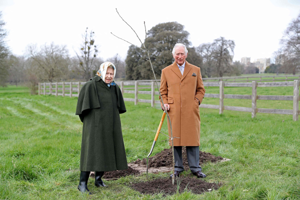 由白金汉宫周一公布的照片显示，王储查理斯于3月23日在温莎堡种下第一棵禧年树（小图afp 094044），并和女王伊丽莎白二世合照。（法新社）