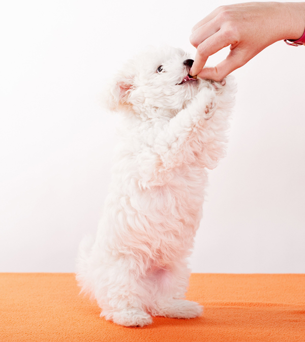 如果狗狗小心翼翼地吃你手上的食物，怕咬伤你，说明很敬爱你。