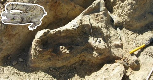 有800万年历史 澳发现已绝种鳄鱼化石　