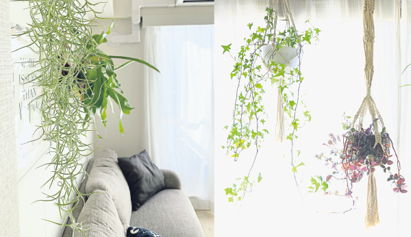 利用悬挂把植物散布在居家各个角落，给人生机勃勃的印象。